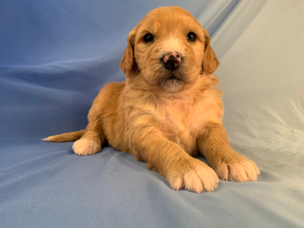 Female Standard Bernedoodle, Apricot With White Markings, DOB 10-11-2020